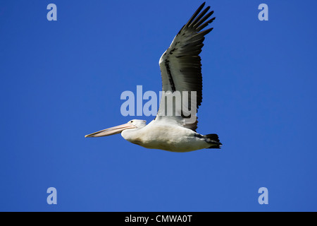 Australian pelican ( Pelecanus conspicillatus) in flight Stock Photo