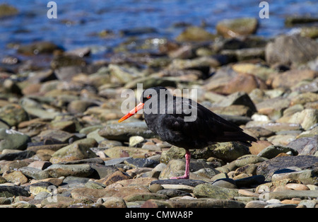 Variable oystercatcher (Haematopus unicolor) feeding on the beach.  They are polymorphic: this is the black variant. Stock Photo