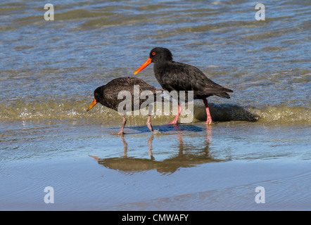 Variable oystercatcher (Haematopus unicolor) feeding on the beach.  They are polymorphic: this is the black variant. Stock Photo