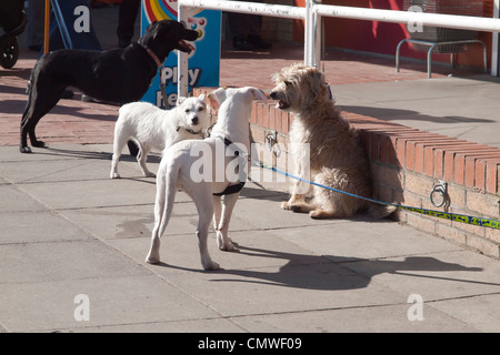 Four dogs tethered outside a supermarket waiting for their owners to finish shopping Stock Photo