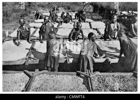 1925 Kenya colony coffee plantation Stock Photo