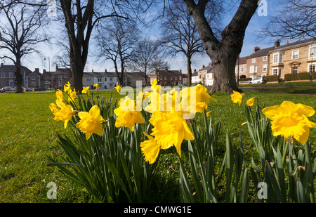 Daffodils West Green, Stokesley, North Yorkshire Stock Photo