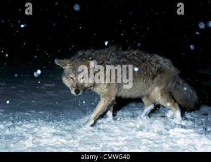 Large coyote in winter snow Stock Photo