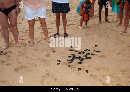 Sri Lanka - Koggala beach, village near Galle, young turtles hatchery realised into the ocean Stock Photo