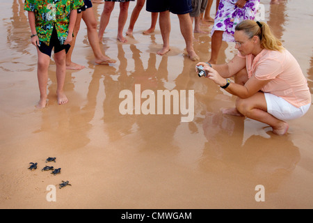 Sri Lanka - Koggala beach, village near Galle, young turtles hatchery realised into the ocean Stock Photo