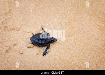 Sri Lanka - young turtle hatchery realised into the ocean, Koggala beach, village near Galle Stock Photo