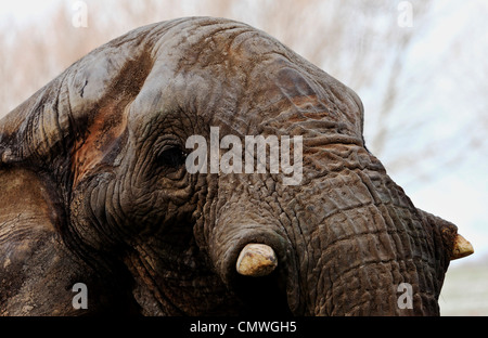 3695. Old male elephant, Howletts Zoo Park, Kent, UK Stock Photo