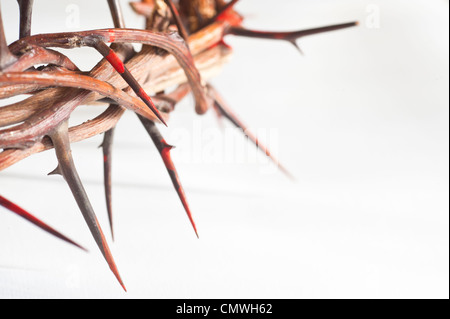 Crown of thorns on a white background Stock Photo