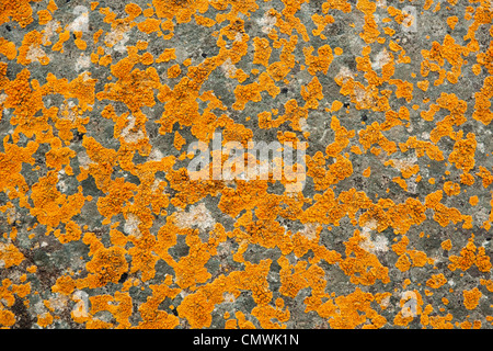 Lichen on a Rock Stock Photo