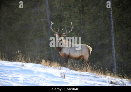A large bull elk standing on a snow covered ridge Stock Photo
