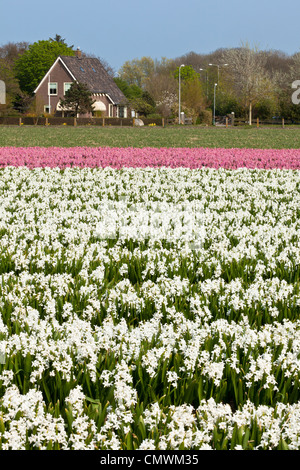 Hyacinth field in Holland. Horizontal shot Stock Photo - Alamy