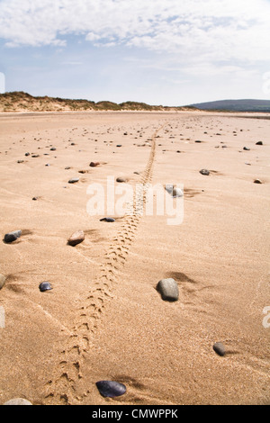 Single mountain bike tyre track along a remote beach in Wales Stock Photo