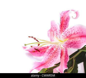 Pink stargazer lily flower in the corner of the frame against a white background. Has a subtle shadow Stock Photo