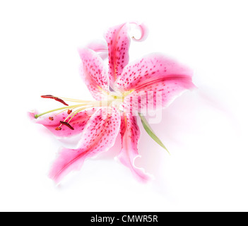 Pink stargazer lily flower head on a white background with a subtle shadow effect. Stock Photo