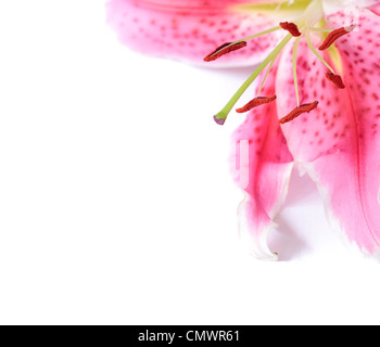 Pink stargazer lily flower with whitespace and subtle shadow. Ideal for a template or border. Stock Photo