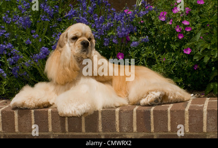 Golden cocker spaniel lying on brick wall with flowers behind Stock Photo