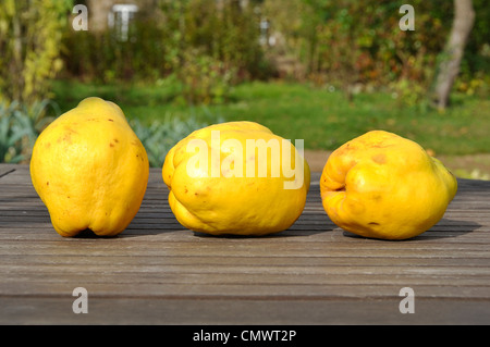 Thress quinces (Cydonia vulgaris) on the table of the garden. Stock Photo