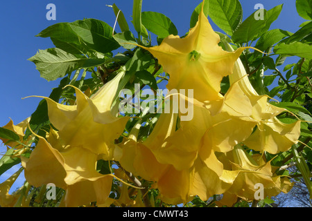 Multiple flower blossoms of a Brugmansia also known as an Angels Trumpet Stock Photo