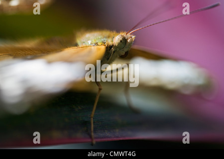 Butterfly at Australian Butterfly Sanctuary. Kuranda, Cairns, Queensland, Australia Stock Photo