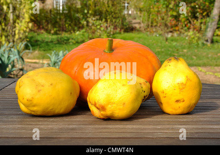 A pumpkin (Cucurbita maxima) and quinces (Cydonia vulgaris) on the table of the garden. Stock Photo