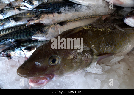 united kingdom west sussex littlehampton riverside fish shop a wet fish display Stock Photo