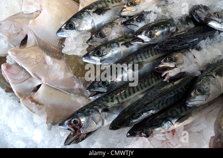 united kingdom west sussex littlehampton riverside fish shop a wet fish display Stock Photo