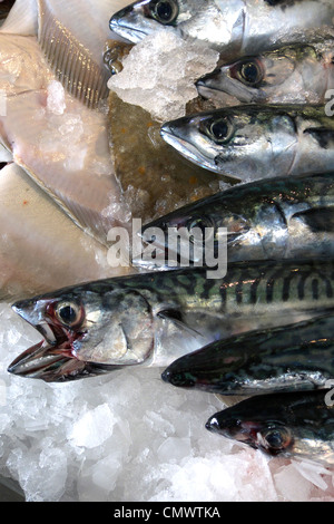 united kingdom west sussex littlehampton riverside fish shop a wet fish display Stock Photo