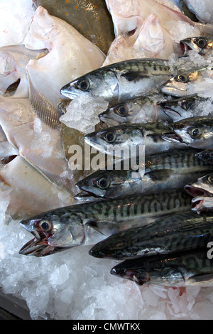 united kingdom west sussex littlehampton riverside fish shop a wet fish display Stock Photo