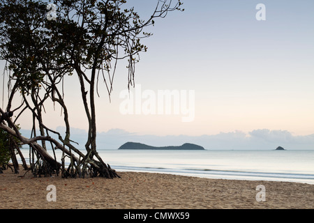 Mangrove trees on beach with Double Island in background. Kewarra Beach, Cairns, Queensland, Australia Stock Photo