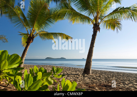 Coconut palms on beach at dawn with Double Island in background. Kewarra Beach, Cairns, Queensland, Australia Stock Photo