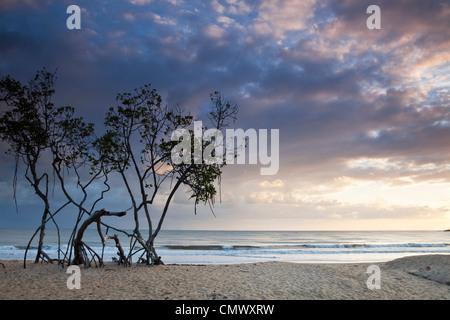 Mangrove trees on beach at dawn. Kewarra Beach, Cairns, Queensland, Australia Stock Photo