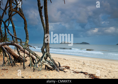 Mangrove trees on beach with Double Island in background. Kewarra Beach, Cairns, Queensland, Australia Stock Photo