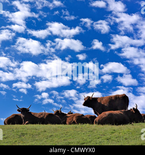 Salers cattle, Cantal, Auvergne. France. Europe. Stock Photo