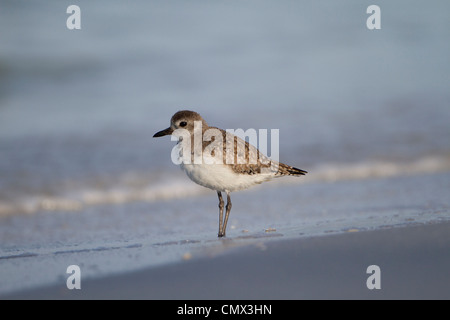 Black bellied Plover (Pluvialis squatarola) Stock Photo