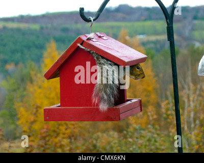 Eastern gray squirrel sitting inside bird feeder peeking out on fall Vermont day, Peacham VT, USA Stock Photo