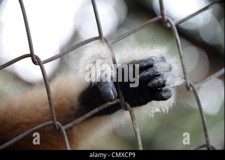 Closeup of  Gibbon's paw and fingers in cage. WFFT, Thailand. Stock Photo