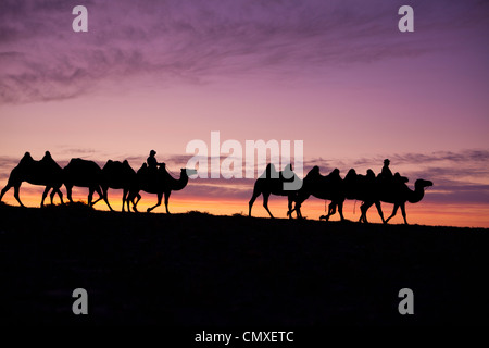 Camel group walking on the send at glow in the sky Stock Photo