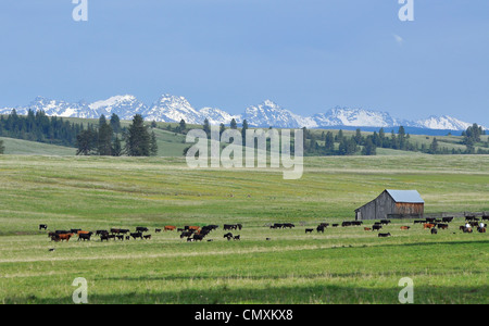 Rounding up cows on Oregon's Zumwalt Prairie. Stock Photo