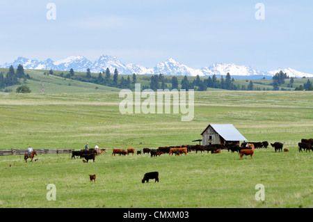 Rounding up cows on Oregon's Zumwalt Prairie. Stock Photo