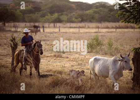 Gaucho droving calves, Guanacaste, Costa Rica Stock Photo