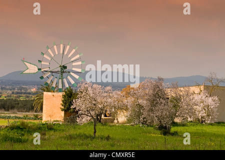 Mallorca windmill, almond blossom Stock Photo