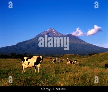 Cows, Mt. Taranaki, Mount Egmond National Park, New Zealand Stock Photo
