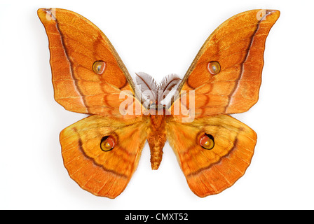 Silkmoth Antheraea yamamai Stock Photo