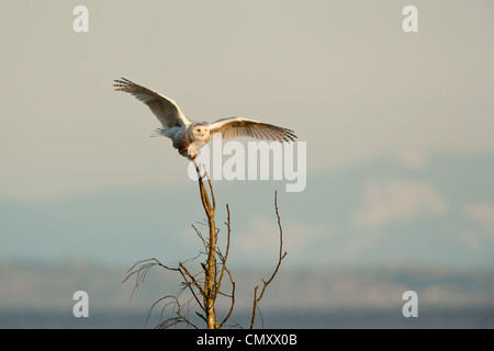 Snowy owl landing on tree in marsh-Boundary Bay, British Columbia, Canada. Stock Photo