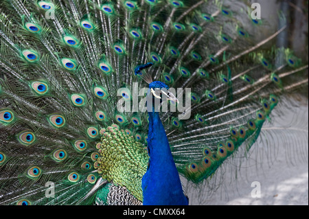 A close side shot of an exotic, blue peacock fanning its feathers. Stock Photo