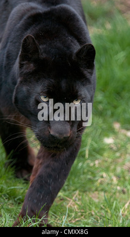 Male black leopard running towards camera Stock Photo