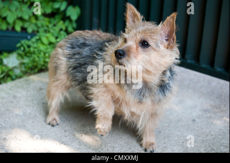 Picture of a terrier alert, on all four legs, posing from their side. Stock Photo