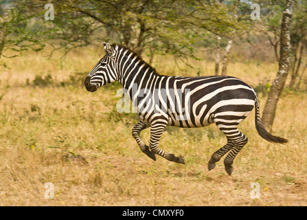 Zebra running full gallop on the plain. Stock Photo