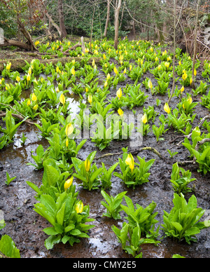 Lysichiton Americanus Yellow Skunk Cabbage Flower Stock Photo