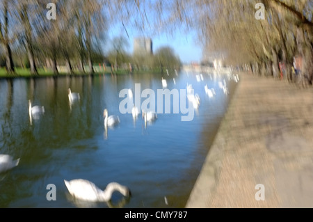 swans on the River Great Ouse, Bedford, impressionistic Stock Photo